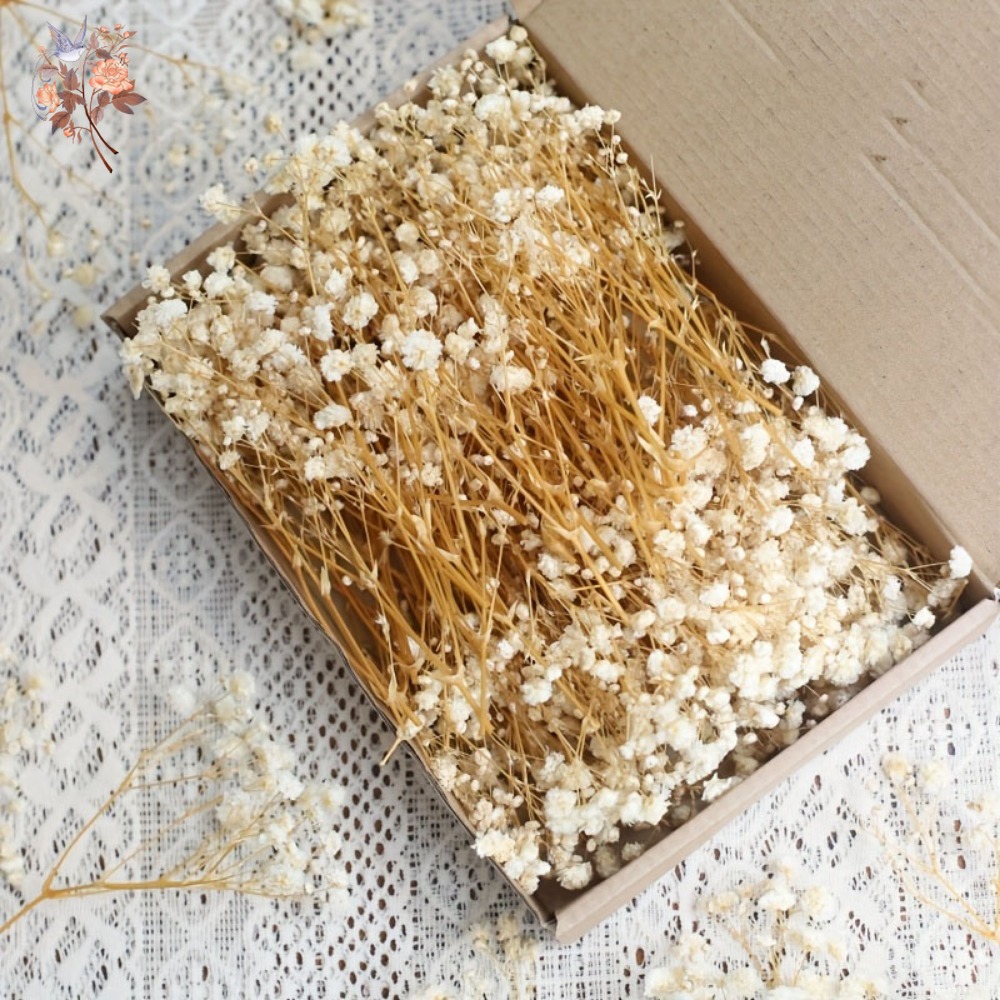 100pcs Mini Dried Baby's Breat - огляд і ціна Embellish Craft